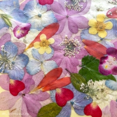 押し花でHappyLife 押し花でHappyLife • <a style="font-size:0.8em;" href="http://www.flickr.com/photos/60410788@N05/49190805261/" target="_blank">View on Flickr</a>