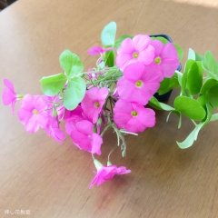 押し花教室 押し花教室 • <a style="font-size:0.8em;" href="http://www.flickr.com/photos/60410788@N05/50224409812/" target="_blank">View on Flickr</a>